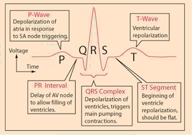 Smaller peaks (positive and negative) of a single heartbeat pulse Image of smaller peaks (positive and negative) of a single heartbeat pulse