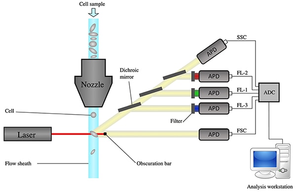 Flow cytometer, from sheath focusing to data acquisition (click to enlarge) Diagram of a flow cytometer, from sheath focusing to data acquisition (click to enlarge)