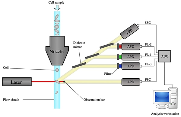 流式细胞仪示意图，从鞘液聚焦到数据采集（点击放大）
