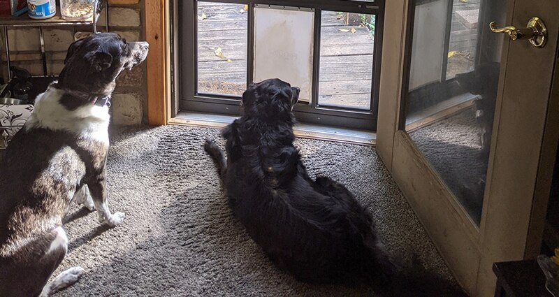 Image of Doggie Door Install with 3M Foam