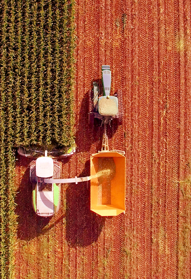 Skurtresker høster avlinger og tømmer den i en henger som en traktor trekker ved siden av